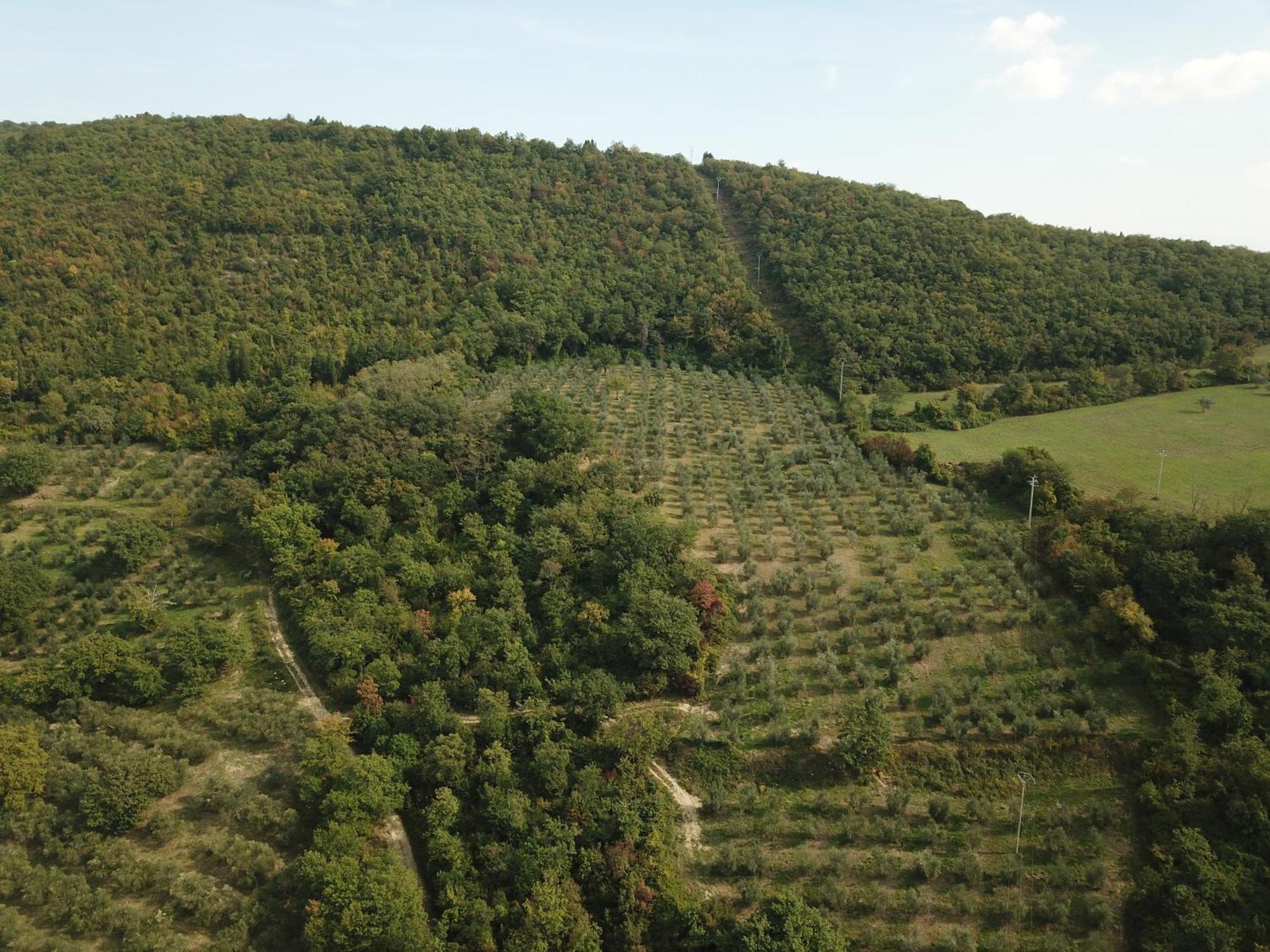 Fattoria Poggio Di Fiesole Villa Eksteriør billede